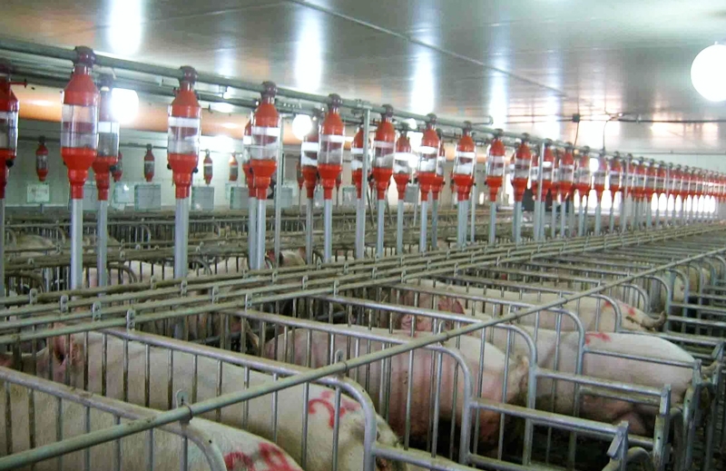 弥勒正大自动化养猪厂